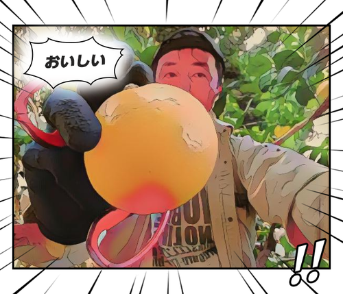 河津特産紅甘夏・ニューサマーオレンジ 好評販売中です! 河津特産紅甘夏・ニューサマーオレンジ 好評販売中です!