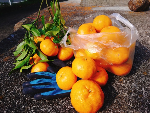 河津特産ポンカンの収穫が始まります! 河津特産ポンカンの収穫が始まります!