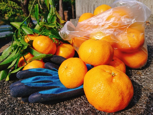河津特産ポンカンの収穫が始まります! 河津特産ポンカンの収穫が始まります!