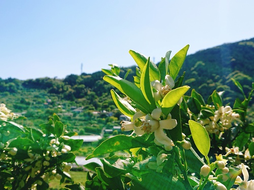 みかんの花が満開の中、収穫作業中! みかんの花が満開の中、収穫作業中!