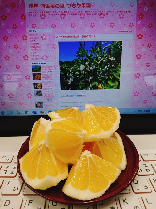 旬の河津産ニューサマーオレンジが爽やかで美味しいです! 旬の河津産ニューサマーオレンジが爽やかで美味しいです!