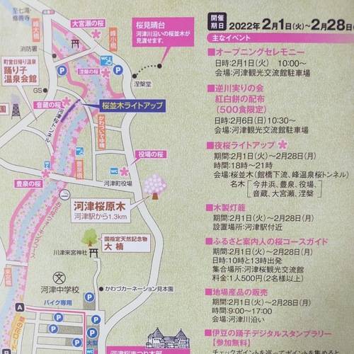 河津桜が一輪咲いた話と河津桜まつりのお知らせ! 河津桜が一輪咲いた話と河津桜まつりのお知らせ!