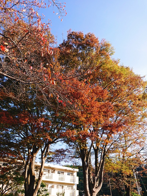 紅葉!と本日のイベントのお知らせ! 紅葉!と本日のイベントのお知らせ!