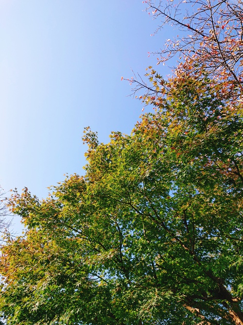 紅葉!と本日のイベントのお知らせ! 紅葉!と本日のイベントのお知らせ!