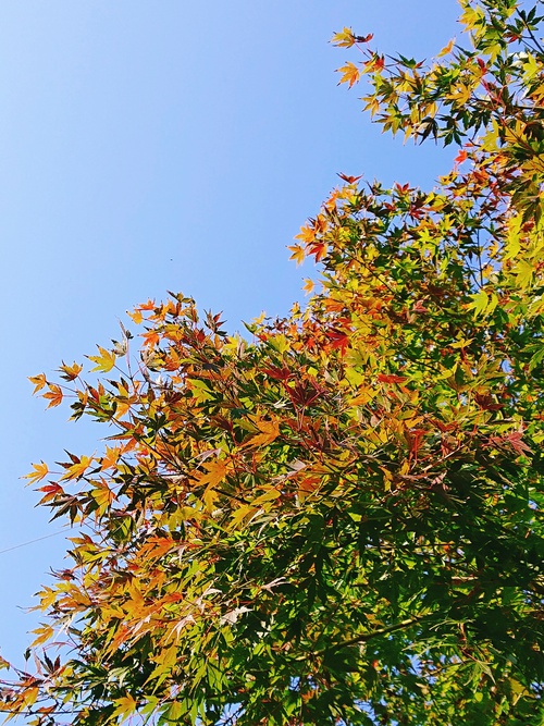 紅葉!と本日のイベントのお知らせ! 紅葉!と本日のイベントのお知らせ!