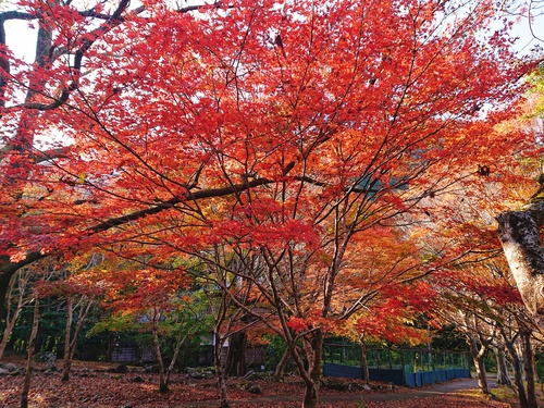 道の駅 天城越え の 紅葉! 道の駅 天城越え の 紅葉!