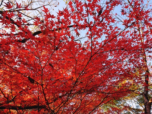 道の駅 天城越え の 紅葉! 道の駅 天城越え の 紅葉!