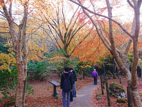 道の駅 天城越え の 紅葉! 道の駅 天城越え の 紅葉!