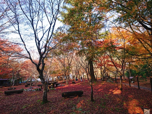 道の駅 天城越え の 紅葉! 道の駅 天城越え の 紅葉!