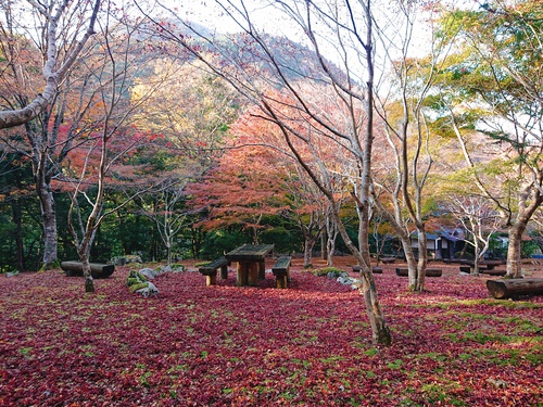 道の駅 天城越え の 紅葉! 道の駅 天城越え の 紅葉!