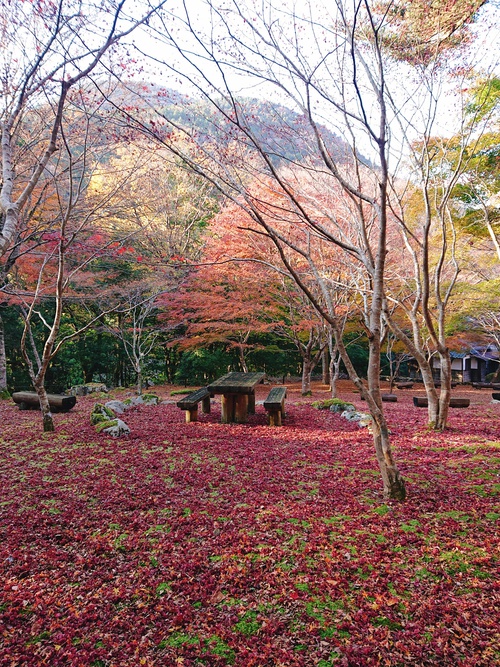 道の駅 天城越え の 紅葉! 道の駅 天城越え の 紅葉!