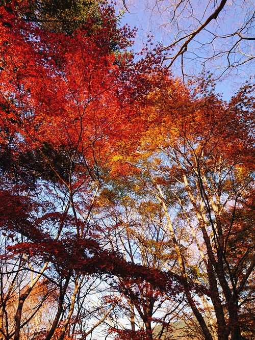 道の駅 天城越え の 紅葉! 道の駅 天城越え の 紅葉!