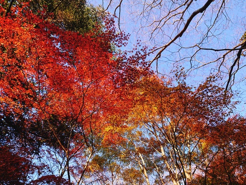 道の駅 天城越え の 紅葉! 道の駅 天城越え の 紅葉!