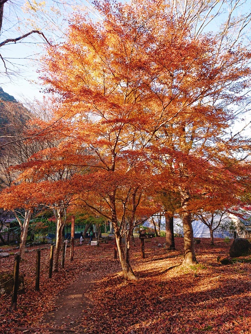 道の駅 天城越え の 紅葉! 道の駅 天城越え の 紅葉!