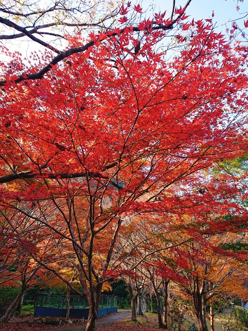 道の駅 天城越え の 紅葉! 道の駅 天城越え の 紅葉!