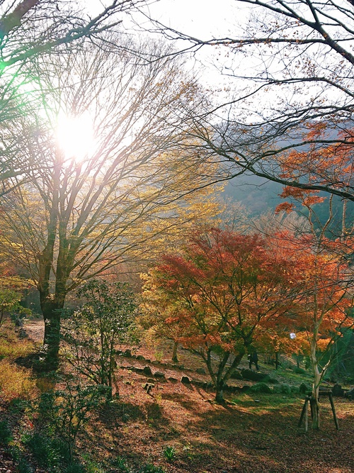 道の駅 天城越え の 紅葉! 道の駅 天城越え の 紅葉!