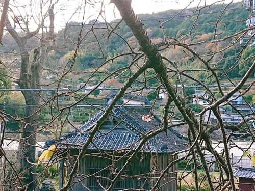 河津桜が一輪咲いた話と河津桜まつりのお知らせ! 河津桜が一輪咲いた話と河津桜まつりのお知らせ!