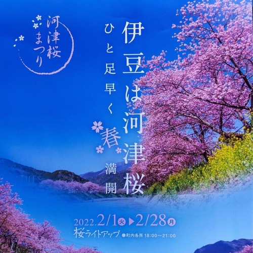 河津桜が一輪咲いた話と河津桜まつりのお知らせ! 河津桜が一輪咲いた話と河津桜まつりのお知らせ!