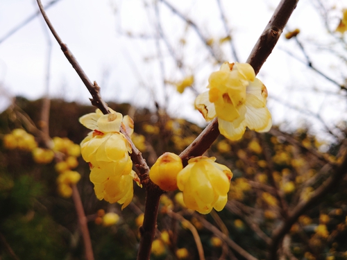 河津桜・大宮瀬の桜 河津桜・大宮瀬の桜