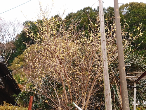 河津桜・大宮瀬の桜 河津桜・大宮瀬の桜