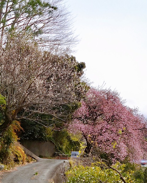 河津桜・大宮瀬の桜が見頃になりました! 夜桜ライトアップも始まります! 河津桜・大宮瀬の桜が見頃になりました! 夜桜ライトアップも始まります!