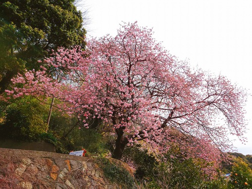 河津桜・大宮瀬の桜が見頃になりました! 夜桜ライトアップも始まります! 河津桜・大宮瀬の桜が見頃になりました! 夜桜ライトアップも始まります!
