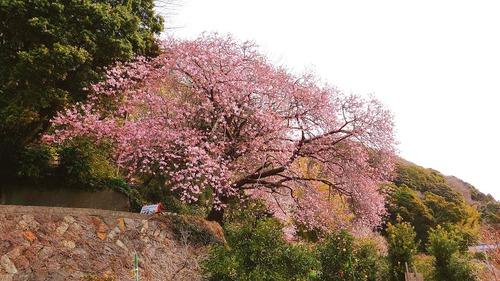 河津桜・大宮瀬の桜が見頃になりました! 夜桜ライトアップも始まります! 河津桜・大宮瀬の桜が見頃になりました! 夜桜ライトアップも始まります!
