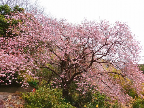 河津桜・大宮瀬の桜が見頃になりました! 夜桜ライトアップも始まります! 河津桜・大宮瀬の桜が見頃になりました! 夜桜ライトアップも始まります!