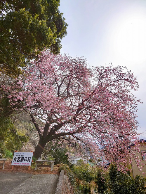 河津桜・大宮瀬の桜が見頃になりました! 夜桜ライトアップも始まります! 河津桜・大宮瀬の桜が見頃になりました! 夜桜ライトアップも始まります!