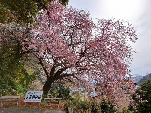 河津桜・大宮瀬の桜が見頃になりました! 夜桜ライトアップも始まります! 河津桜・大宮瀬の桜が見頃になりました! 夜桜ライトアップも始まります!
