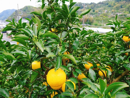 河津産紅甘夏&ニューサマーオレンジの収穫を行いました! 河津産紅甘夏&ニューサマーオレンジの収穫を行いました!