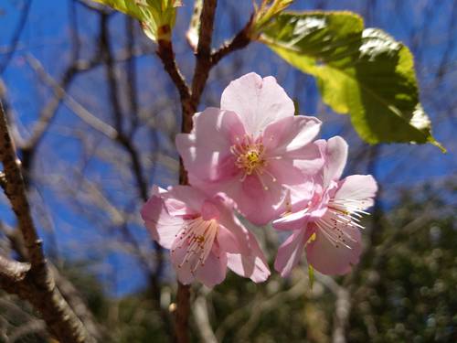 山の棚田の河津桜 山の棚田の河津桜