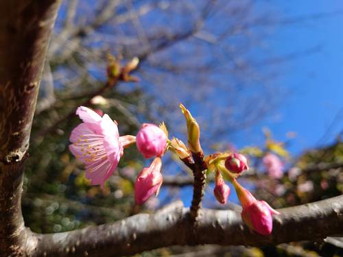 山の棚田の河津桜 山の棚田の河津桜