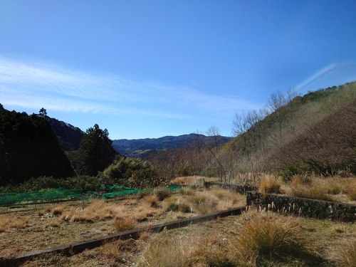山の棚田の河津桜 山の棚田の河津桜