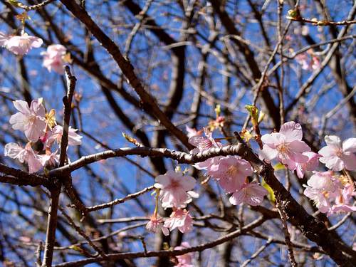 山の棚田の河津桜 山の棚田の河津桜