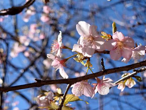 山の棚田の河津桜 山の棚田の河津桜