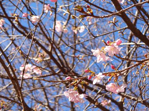 山の棚田の河津桜 山の棚田の河津桜