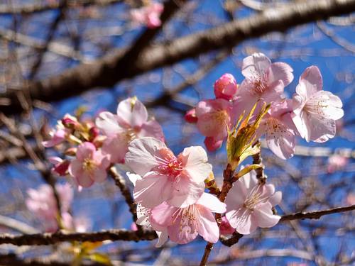 山の棚田の河津桜 山の棚田の河津桜