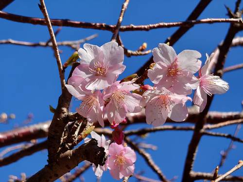 山の棚田の河津桜 山の棚田の河津桜