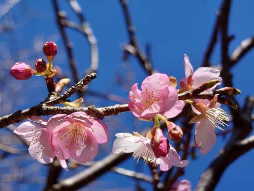 山の棚田の河津桜 山の棚田の河津桜