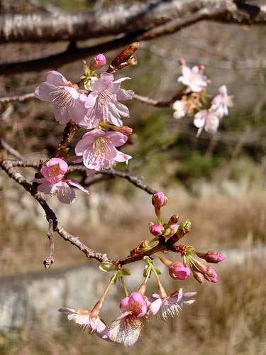 山の棚田の河津桜 山の棚田の河津桜