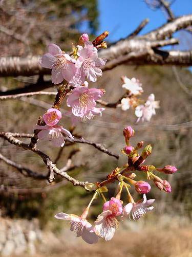 山の棚田の河津桜 山の棚田の河津桜