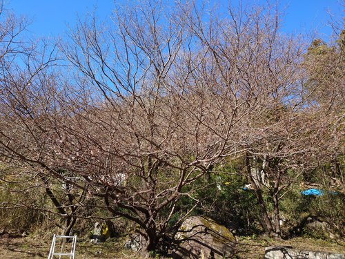 山の棚田の河津桜 山の棚田の河津桜