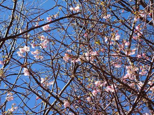山の棚田の河津桜 山の棚田の河津桜