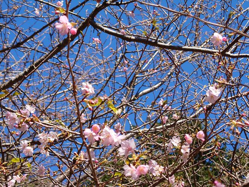 山の棚田の河津桜 山の棚田の河津桜