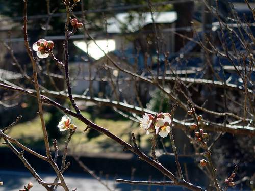 山の棚田の河津桜 山の棚田の河津桜