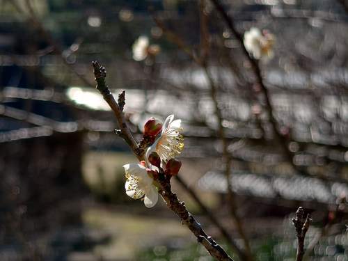 山の棚田の河津桜 山の棚田の河津桜