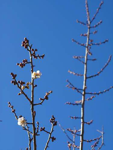 山の棚田の河津桜 山の棚田の河津桜