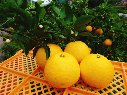 河津特産ニューサマーオレンジ・紅甘夏の収穫中! 河津特産ニューサマーオレンジ・紅甘夏の収穫中!