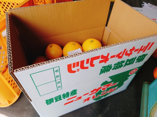 河津産ニューサマーオレンジの食べ方です~(^^♪ 河津産ニューサマーオレンジの食べ方です~(^^♪